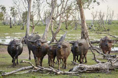 Asian-Water-Buffaloes-Bamurru-Plains