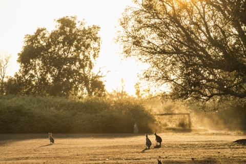 Agile-Wallabies