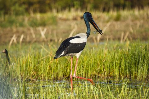 Jabiru