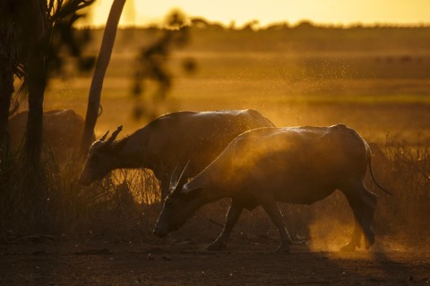 Asian-Waterbuffalo-Sunset-Bamurru