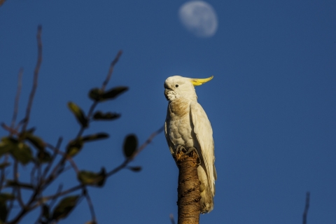 Sulfur-Crested-Cockatoo