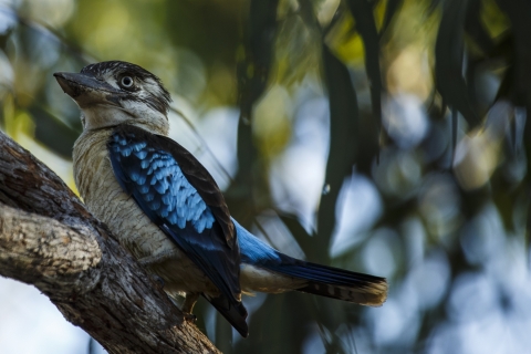 Blue-Winged-Kookaburra