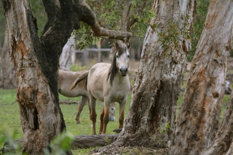Wild-Horse-Bamurru