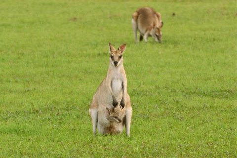 Agile-Wallaby