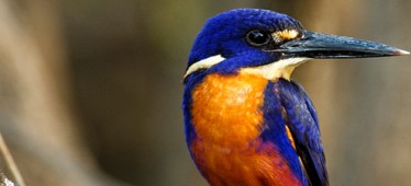 Kakadu Birding Tour