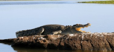 Australian Wildlife Journeys: Go Somewhere Extraordinary