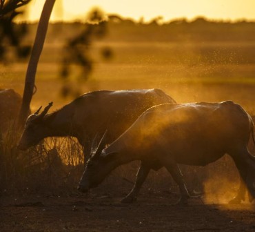 TOP END LUXURY SAFARI EXPERIENCE