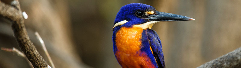 Bird life In the NT