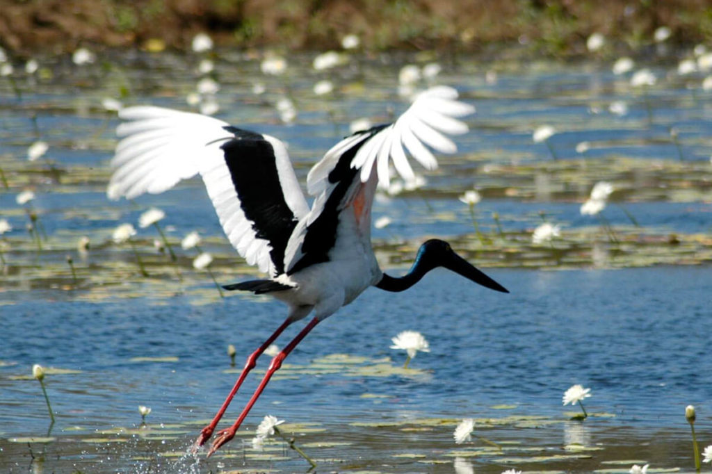 lords safaris kakadu day tour